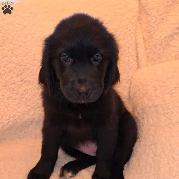 Jovi, Golden Newfie Puppy